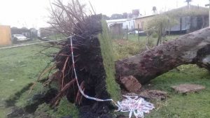 Arbol de cuajo