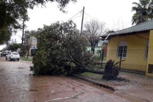 Arboles caidos en Colon 1