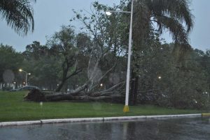 Caida de arbol