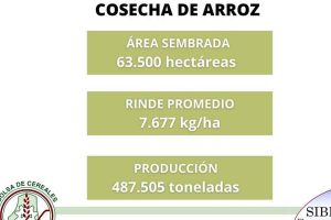 Cosecha-arroz