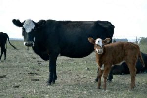 Campo-cerrado